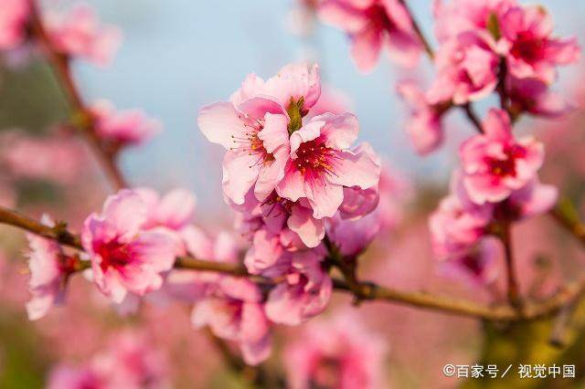 三条小河向东流,一枝桃花六瓣花指是猜打一最佳准确生肖请全面2释义、解释与落实、实证解答解释落实